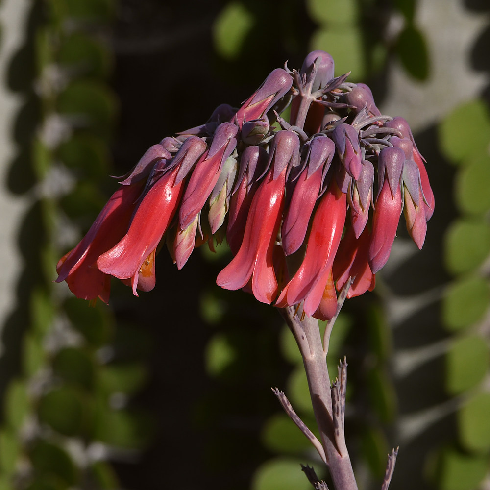 Aloe.jpg