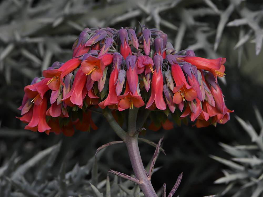 Aloe.jpg