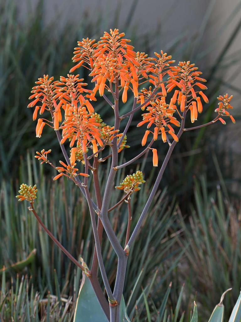 Aloe.jpg