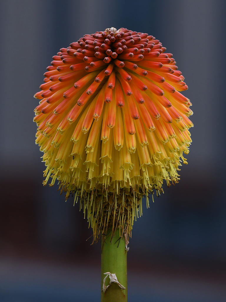 Aloe.jpg