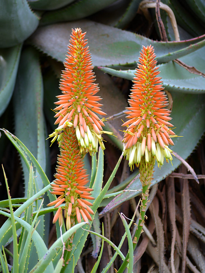 Aloe08Jan2014_2.jpg