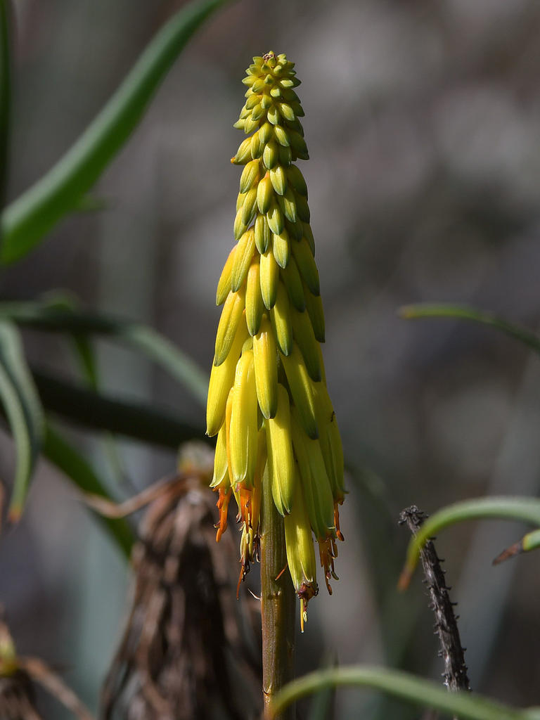 Aloe2.jpg