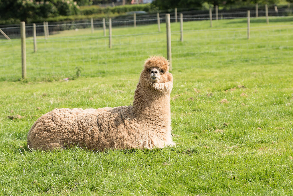 alpacas.jpg
