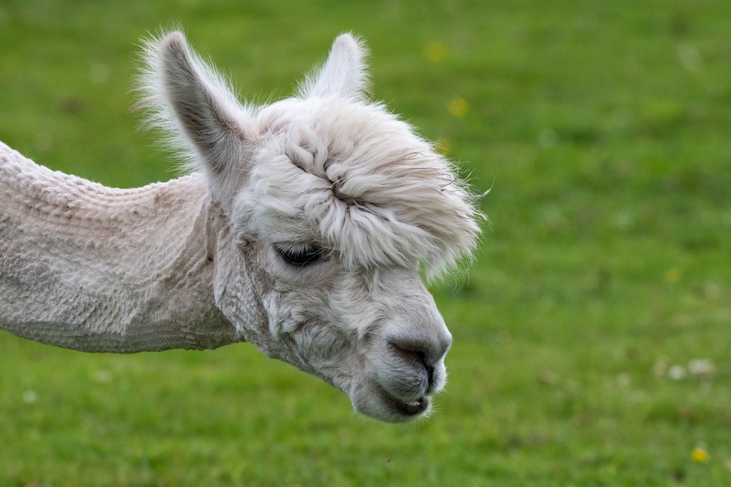 Alpacas.jpg