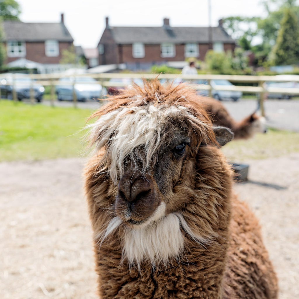 alpacas2.jpg