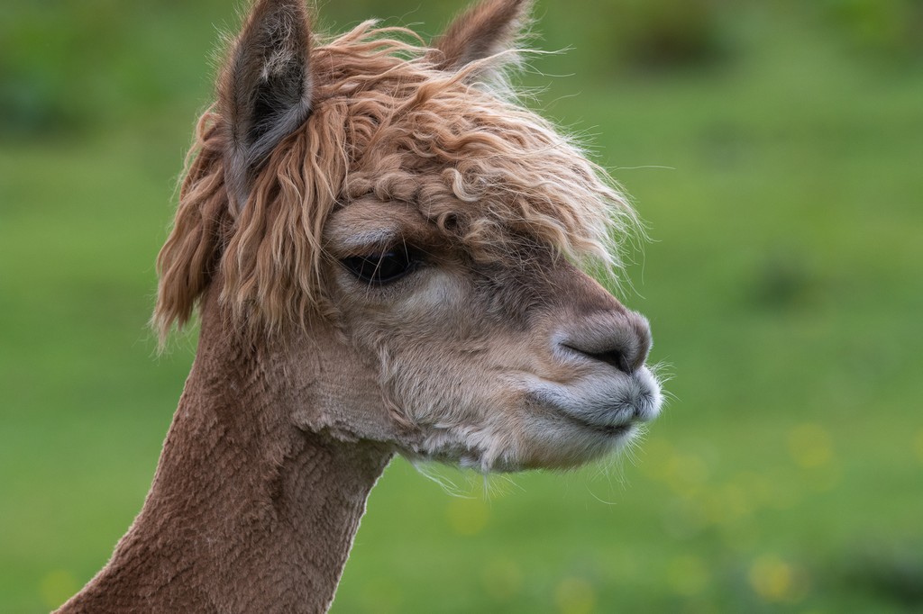 Alpacas2.jpg
