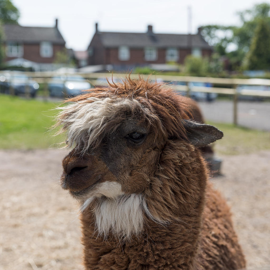 alpacas3.jpg