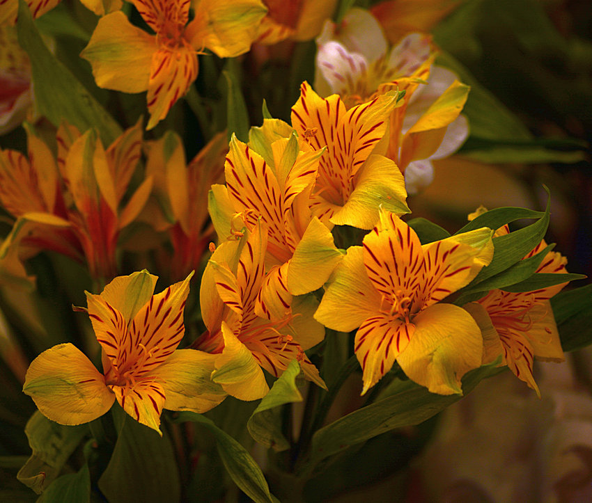 Alstromeria_2.jpg
