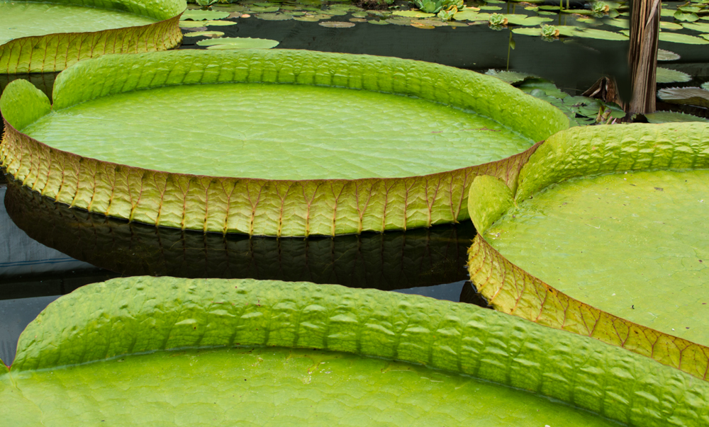 Amazon Lily 2014 NIKON.jpg