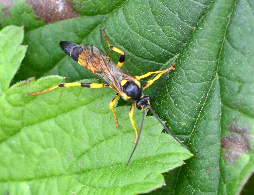 Amblyteles armatorius - parasitic wasp.jpg