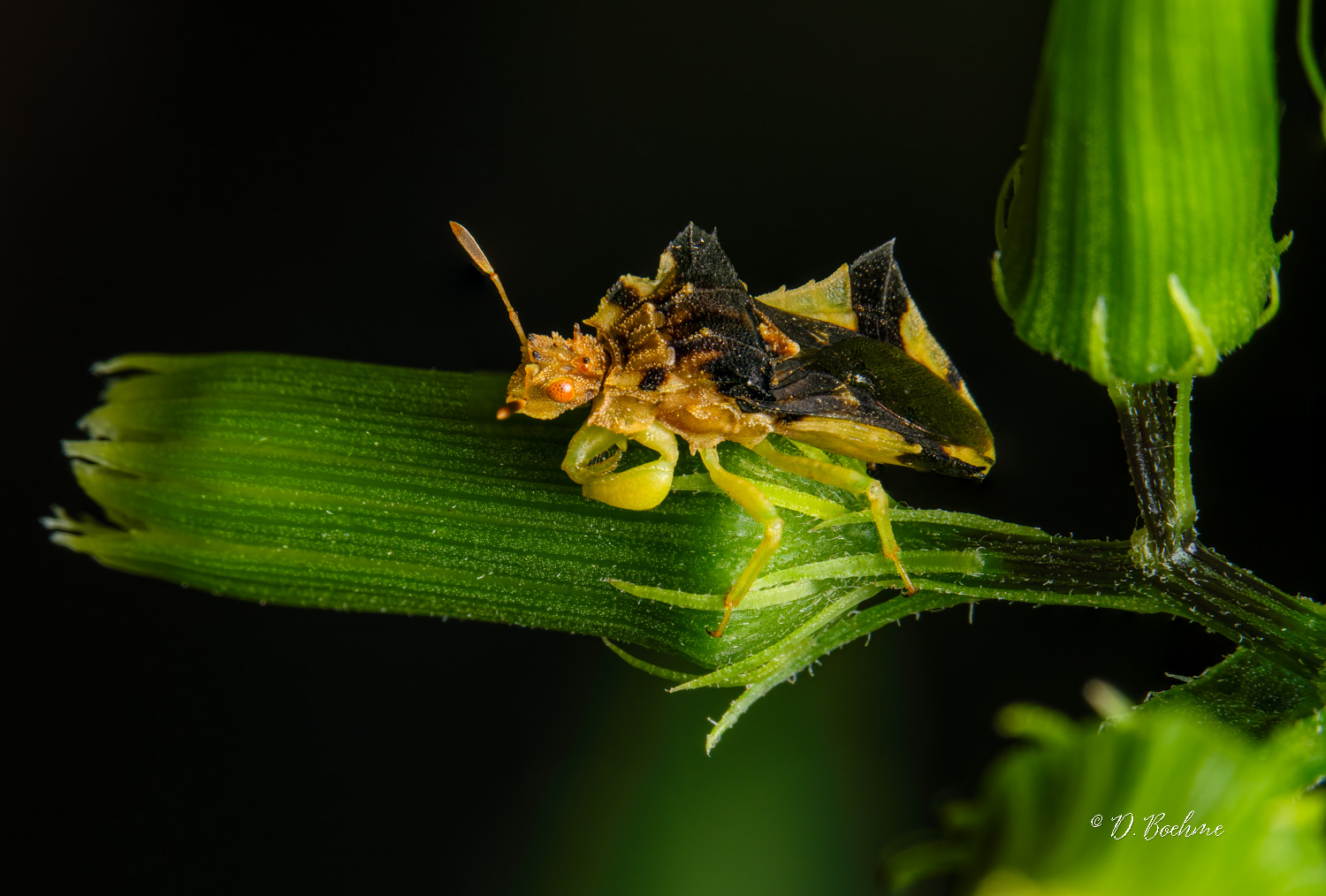 ambushbug-SharpenAI-Focus-2.jpg