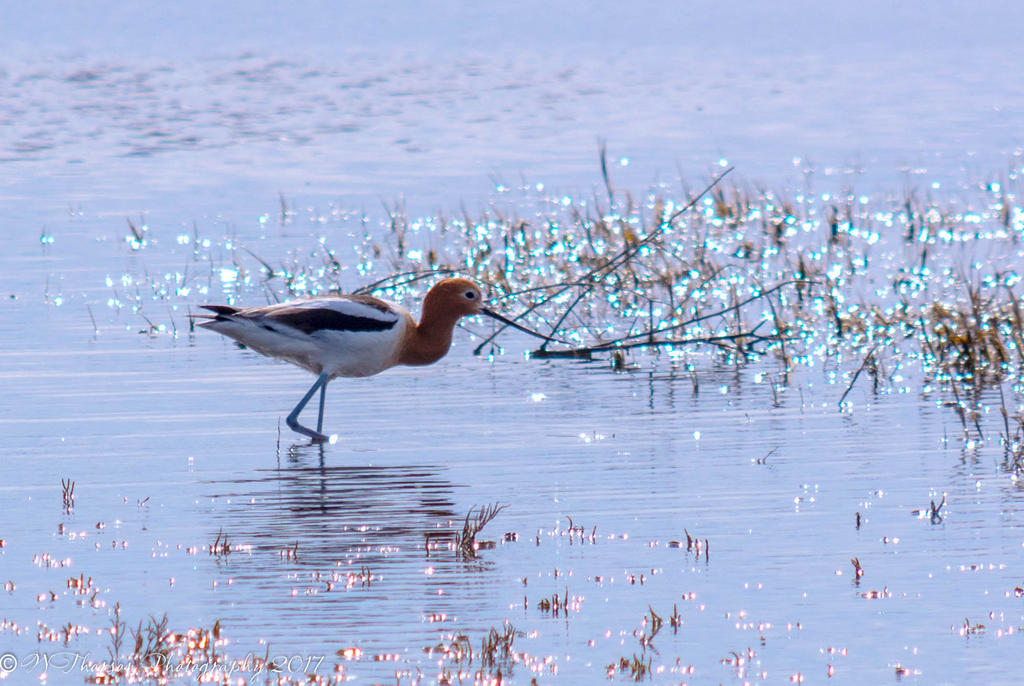 American Avocet at Farmington Bay #2  3-18-2017.jpg