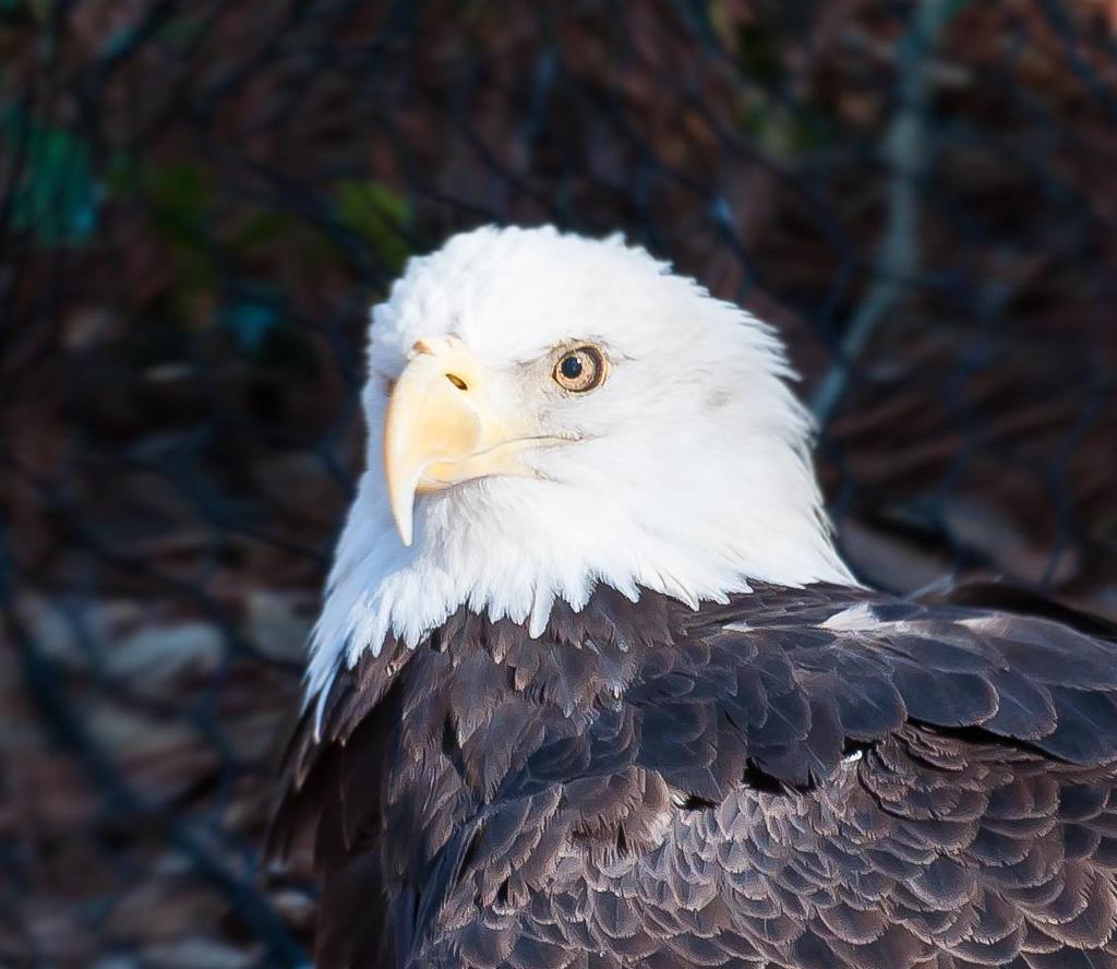 American Bald Eagle 2.jpg