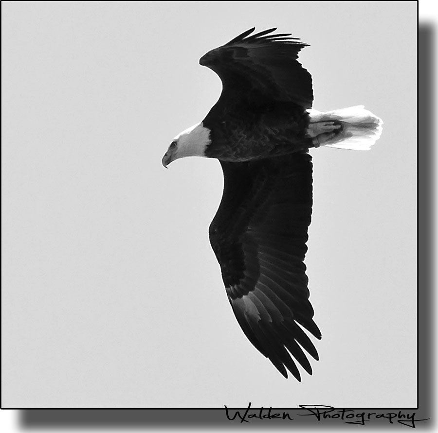 American Bald Eagle 7.jpg