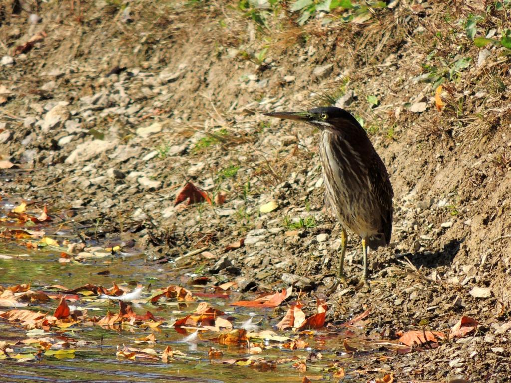 American Bittern (2).jpg