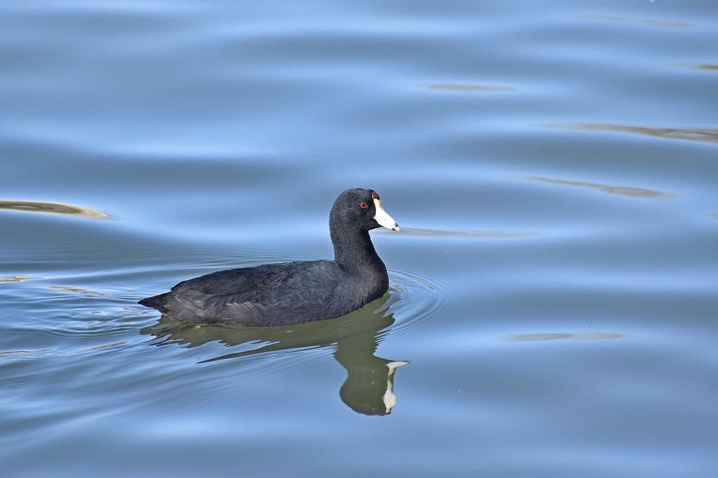 American Coot_00002.jpg