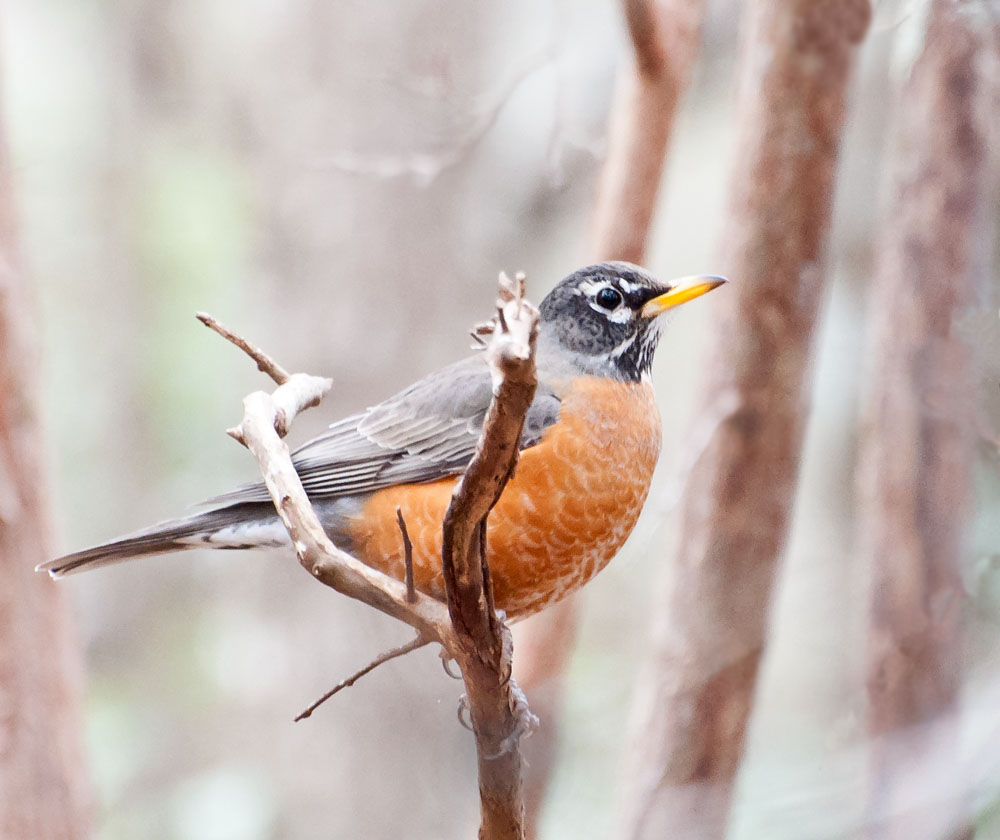 American Robin 1.jpg
