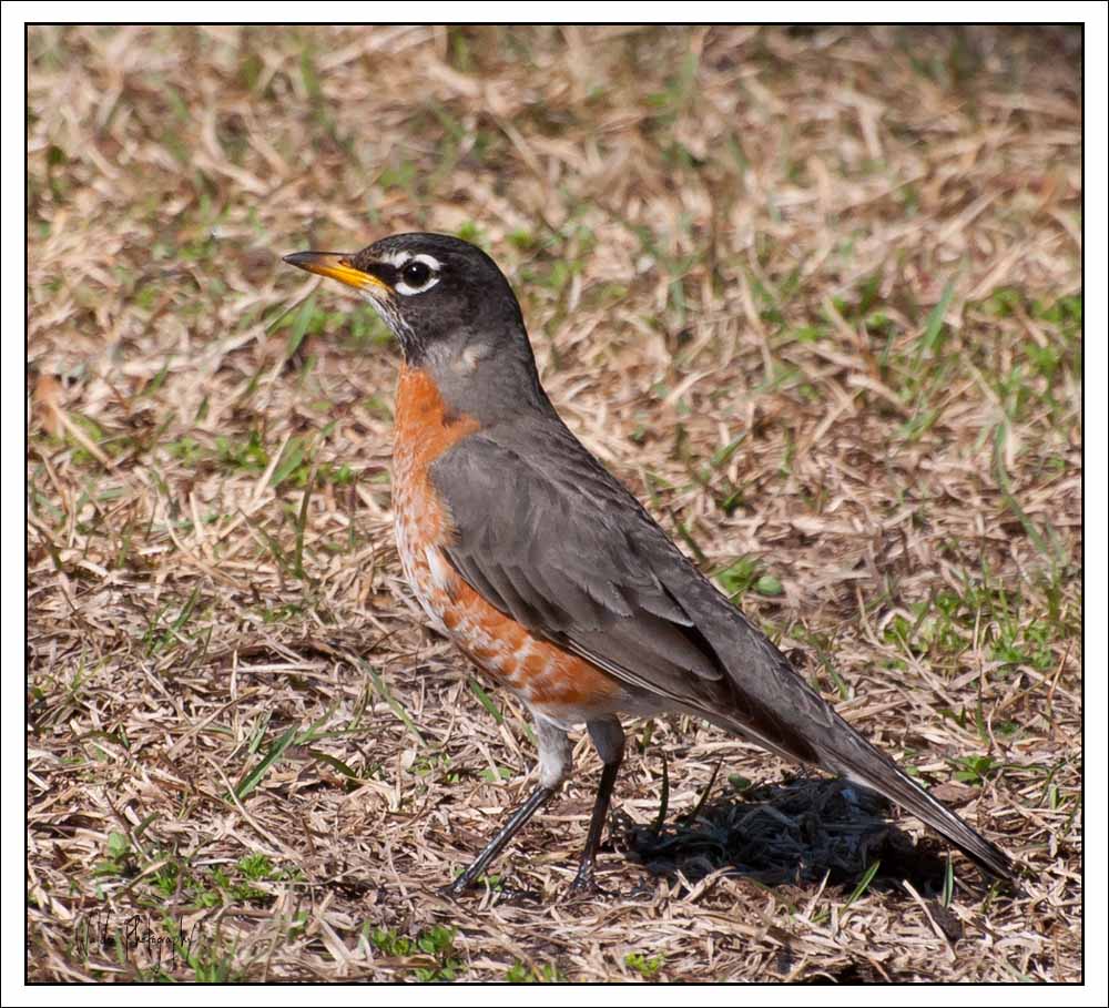 American Robin 2.jpg