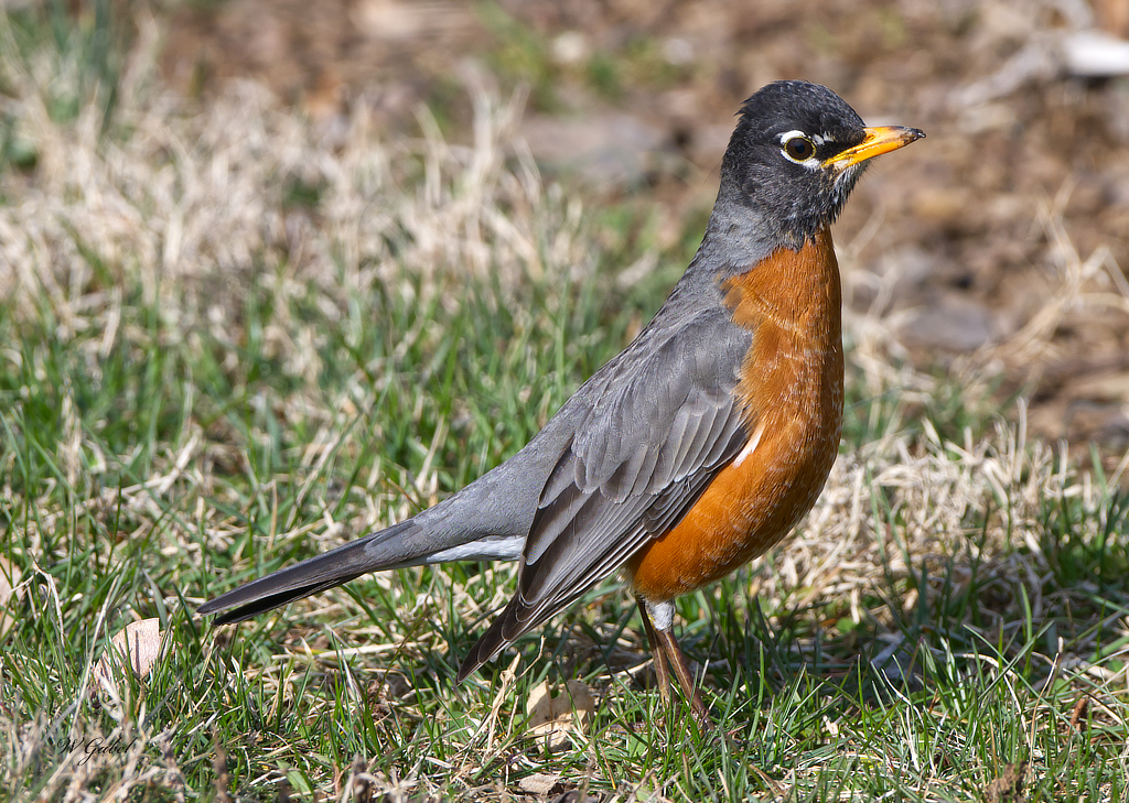 American Robin small.jpg