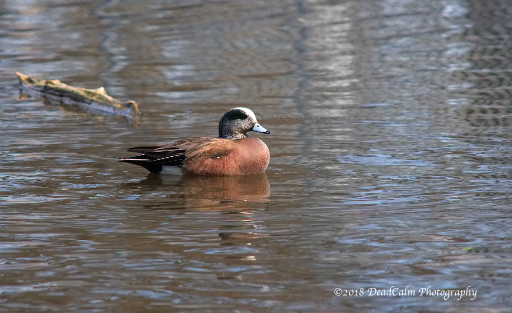 American Wigeon_9756.jpg