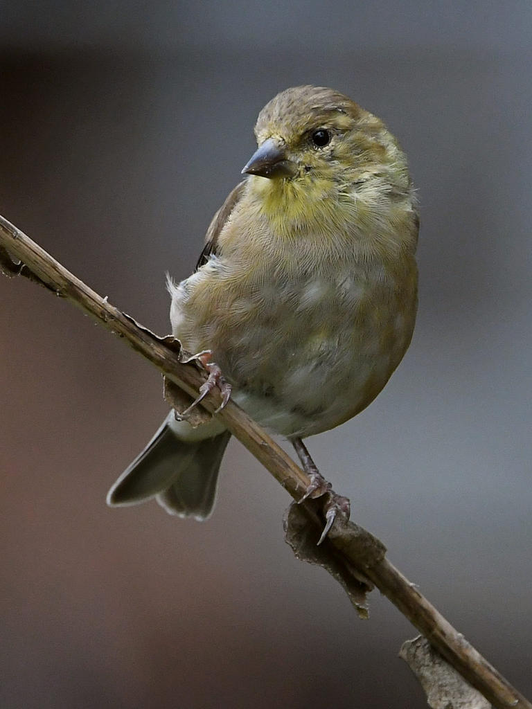 AmericanGoldfinch3.jpg