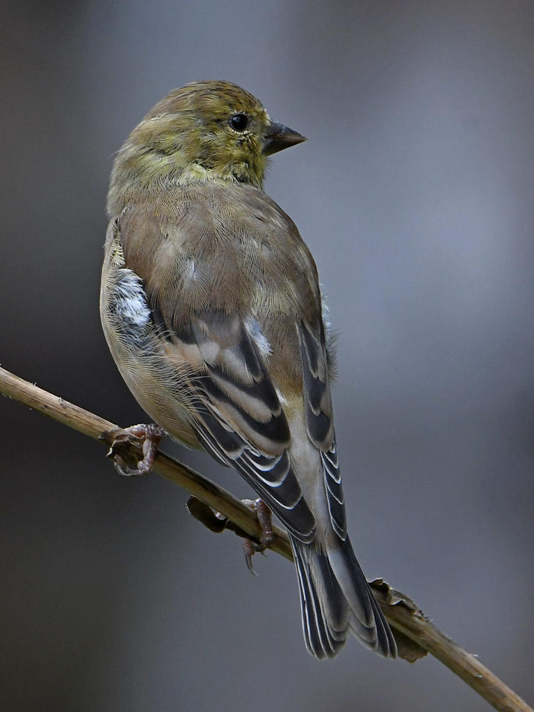 AmericanGoldfinch5.jpg