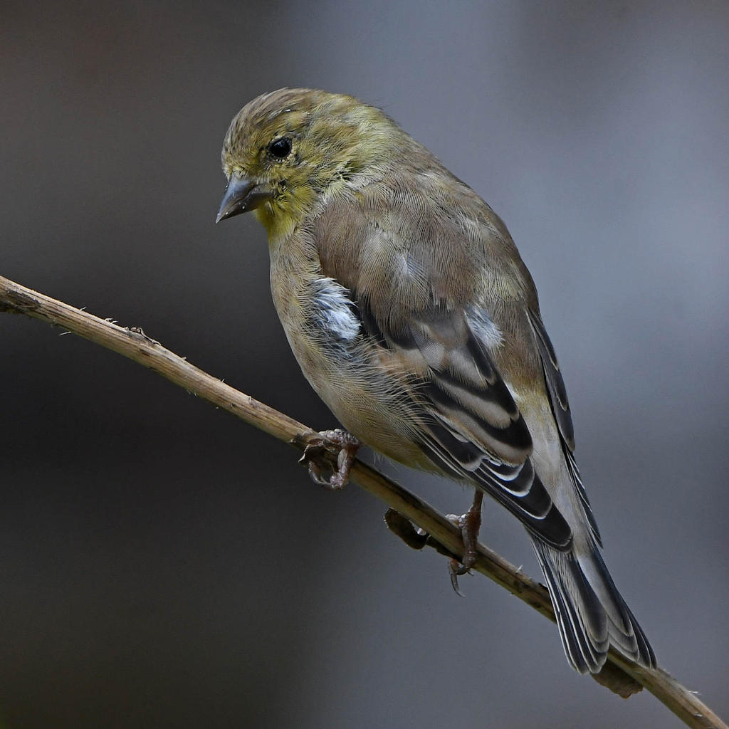 AmericanGoldfinch7.jpg