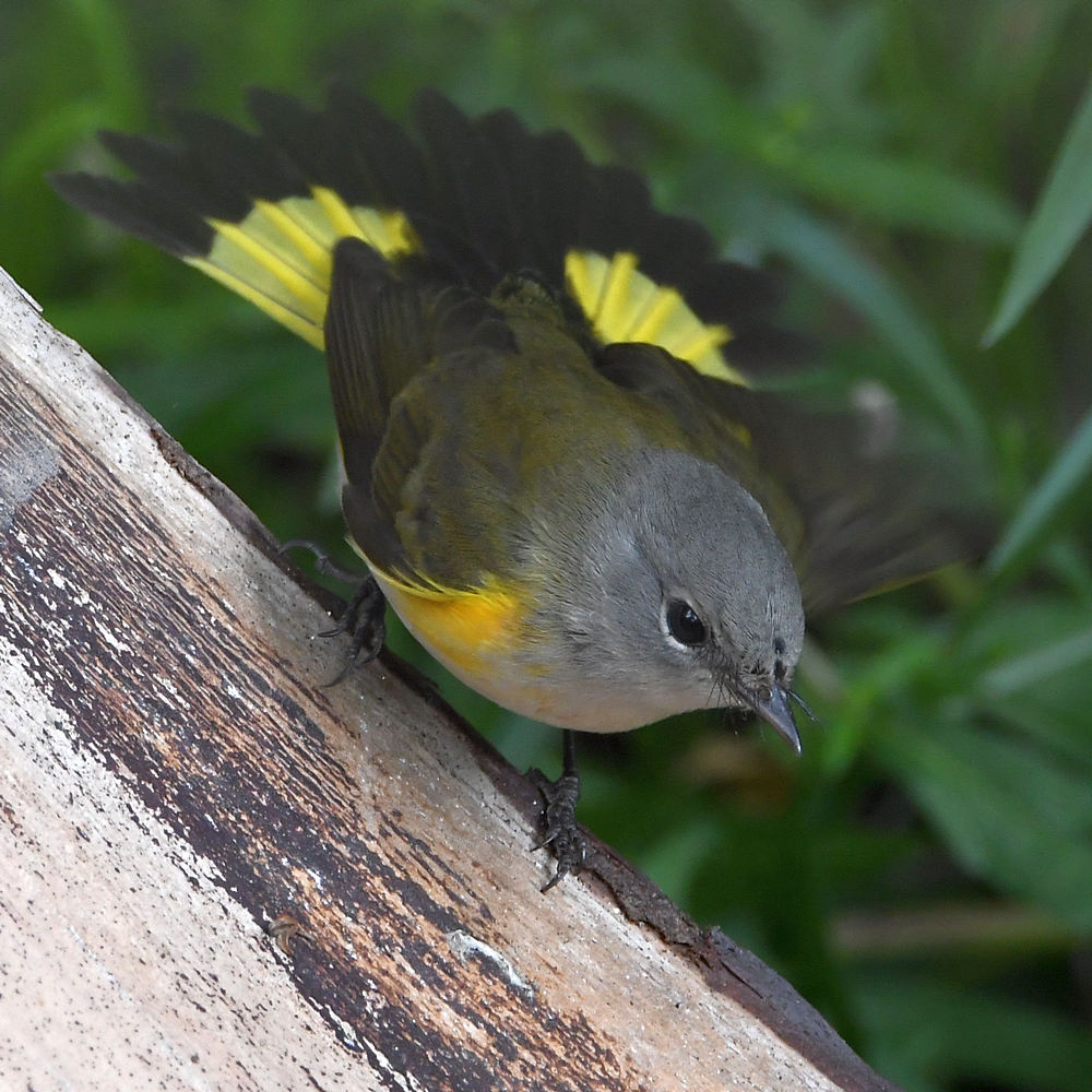 AmericanRedstart.jpg