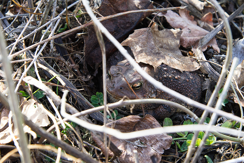 AmericanToad 02 sm.jpg