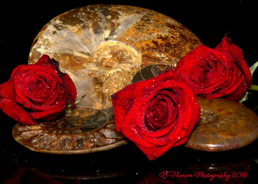 Ammonite's and Red Roses #2 9-2-2016.jpg