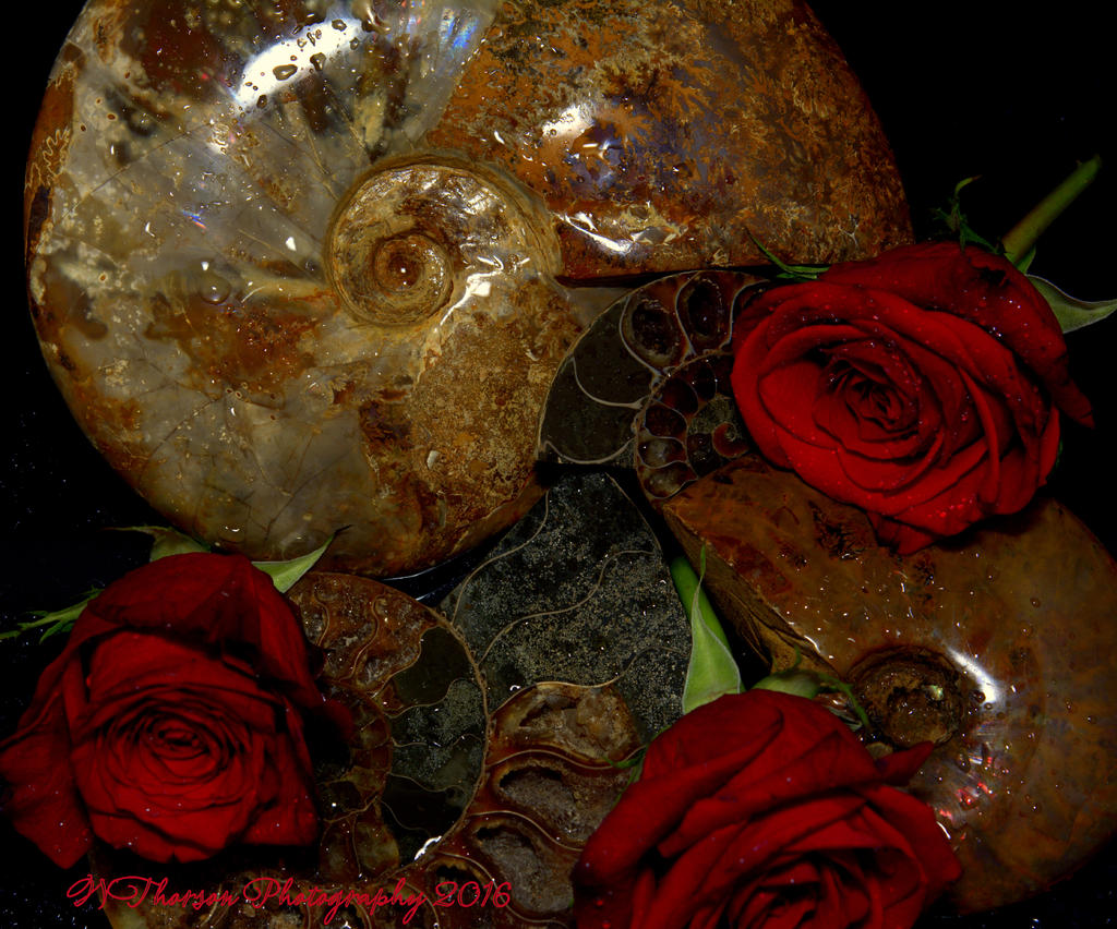 Ammonite's and Red Roses #3 9-2-2016.jpg