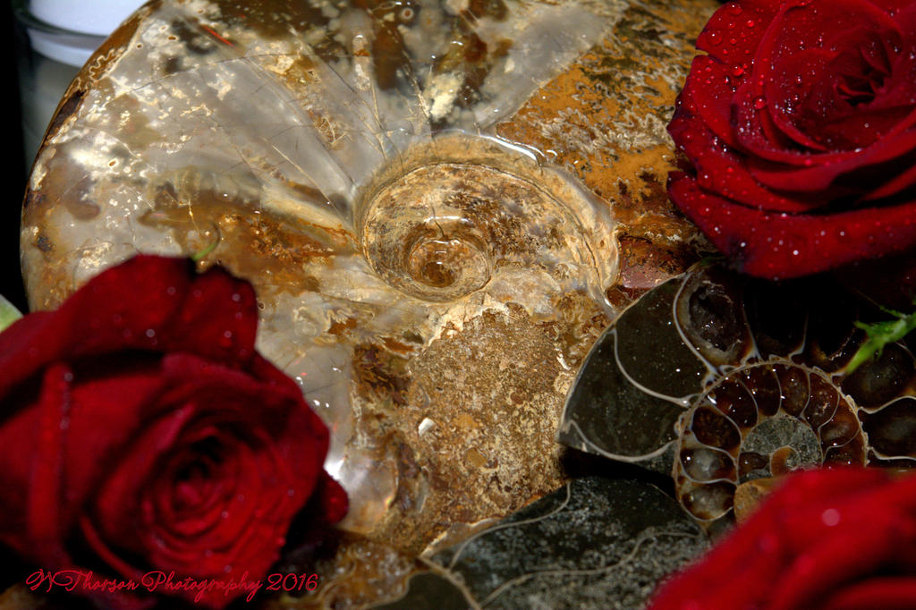 Ammonite's and Red Roses #4 9-2-2016.jpg