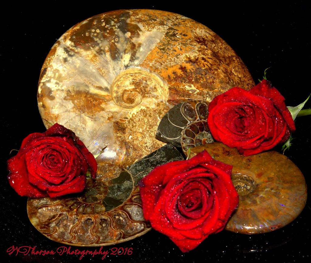 Ammonite's and Red Roses 9-2-2016.jpg