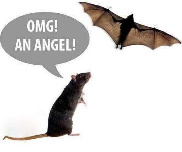 angel.jpg