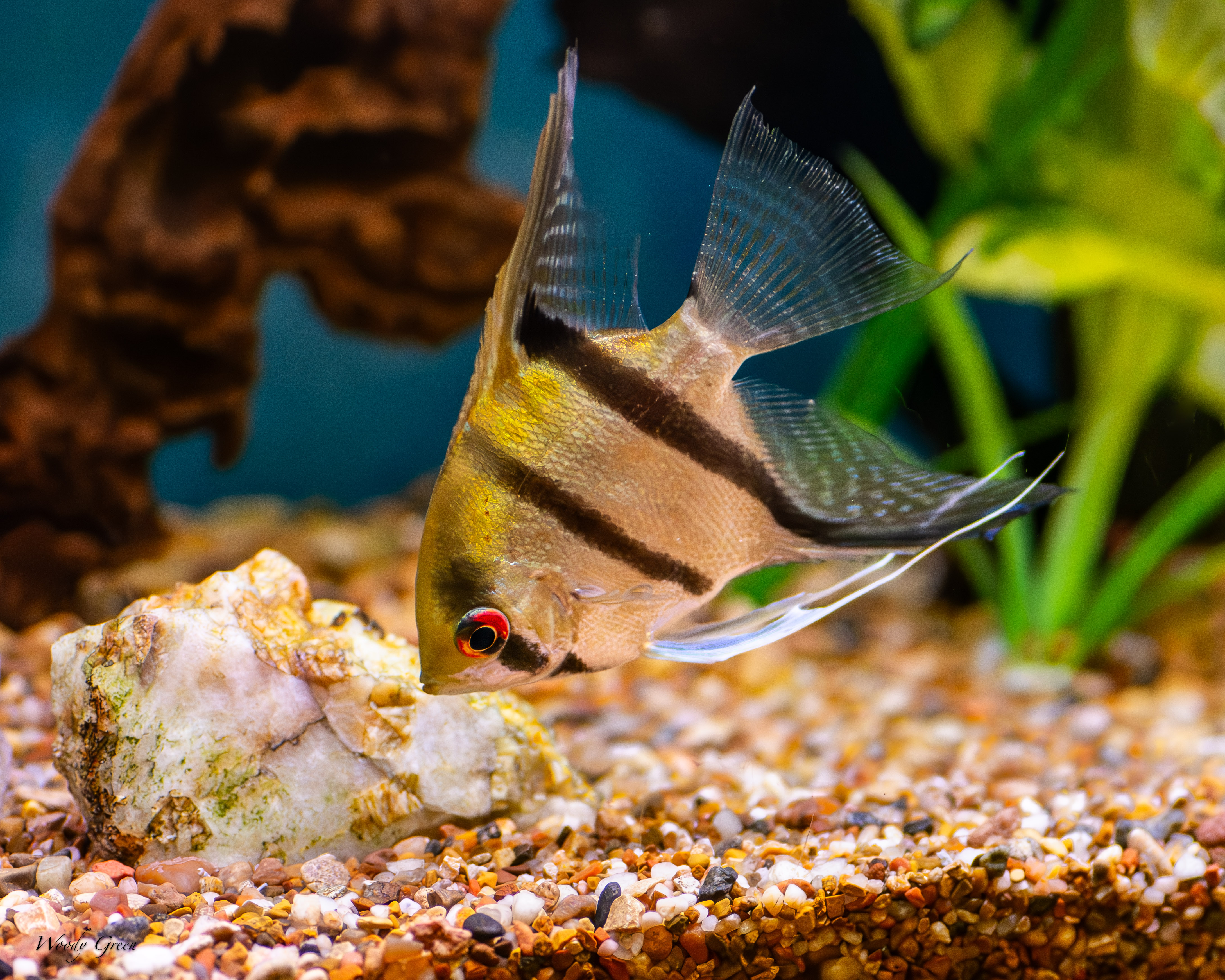 angels-254-jpg.400419