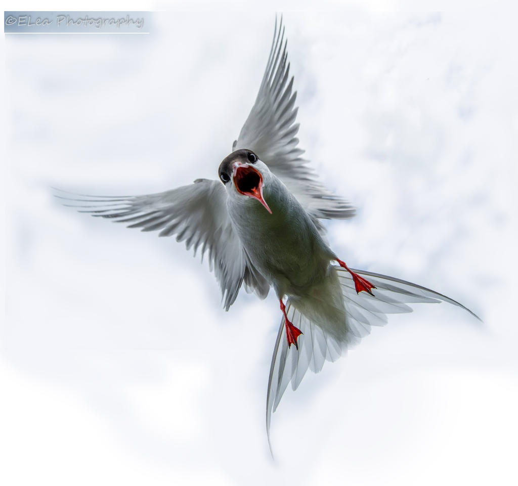 Angry tern.jpg