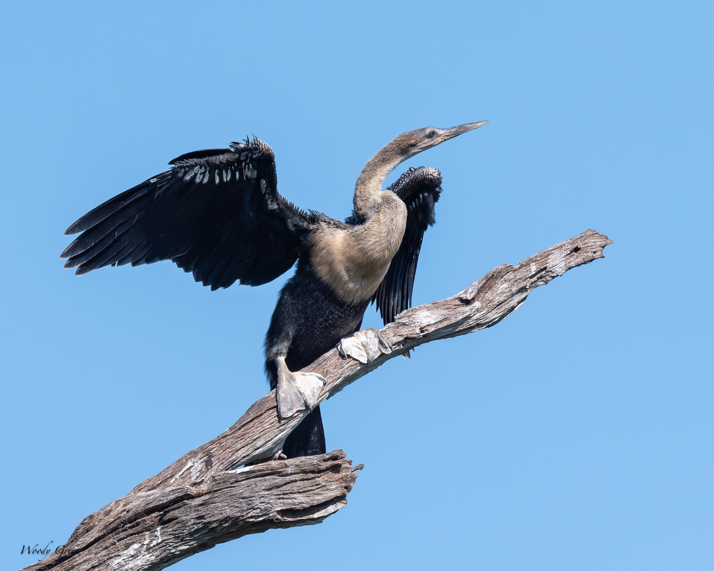 Anhinga-622.jpg
