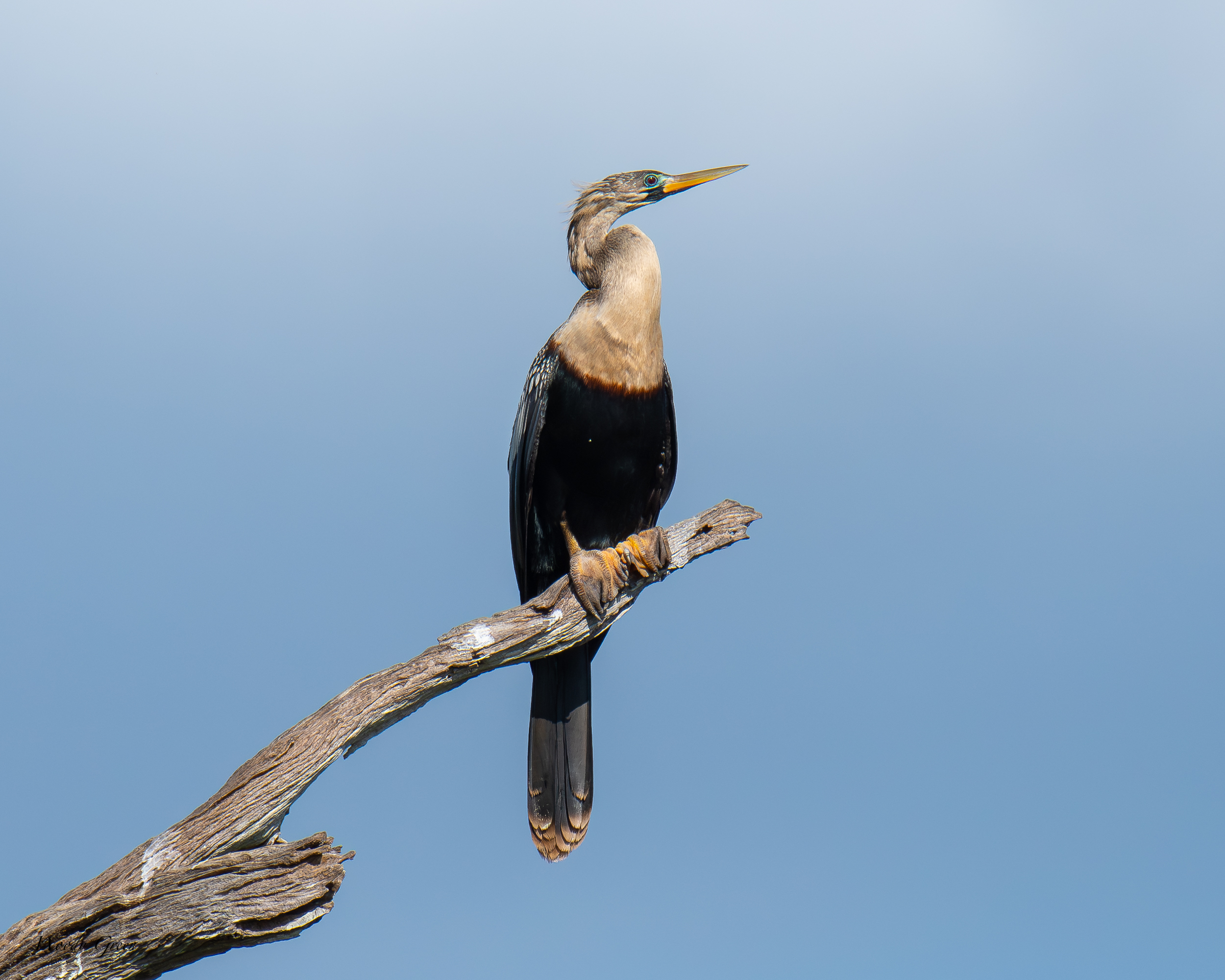 Anhinga-627.jpg