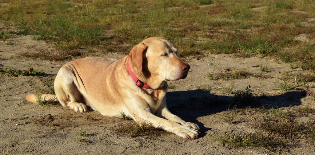 animal-sample.jpg animal-sample.jpg