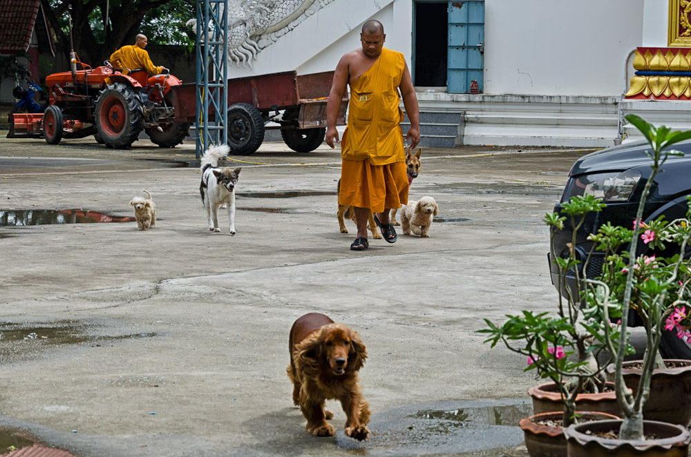 animal-wat-1.jpg