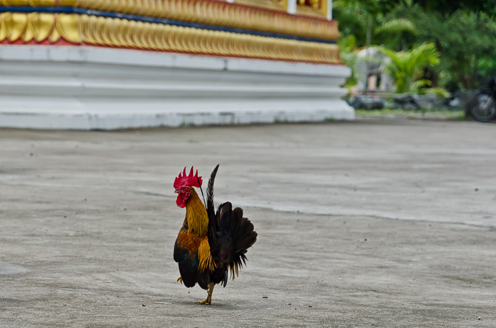animal-wat-4.jpg