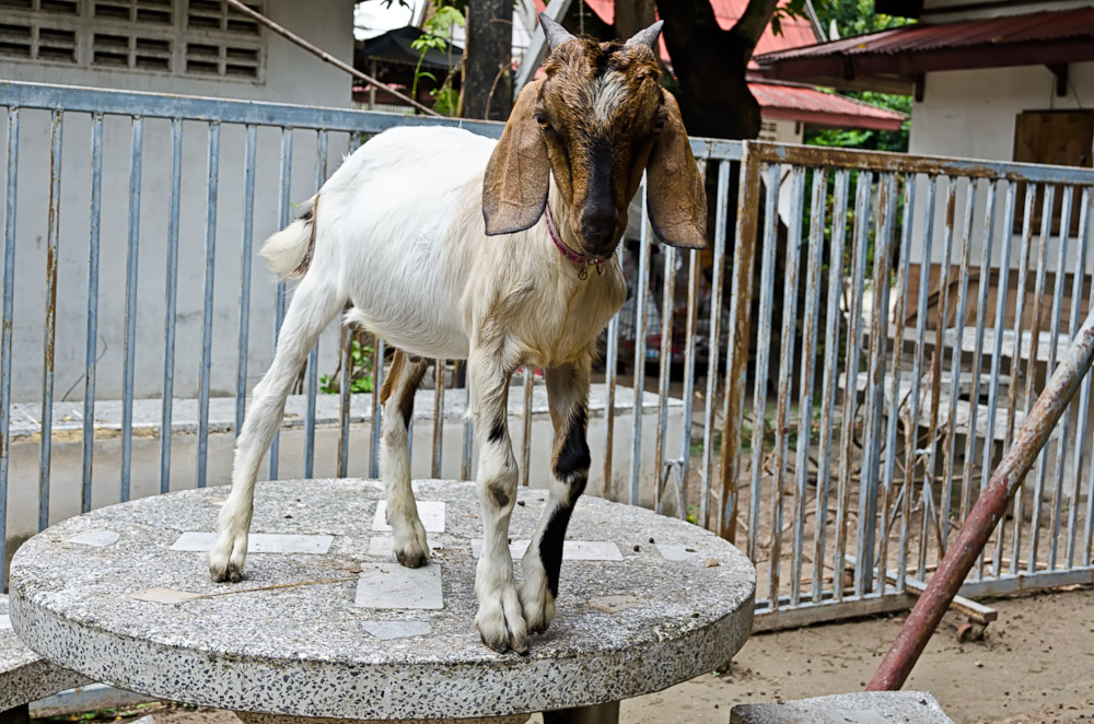 animal-wat-5.jpg
