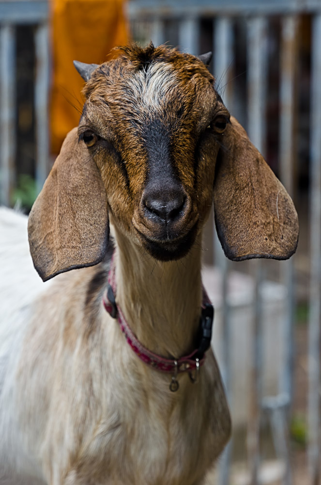 animal-wat-6.jpg