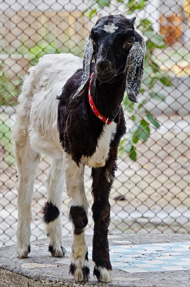 animal-wat-7.jpg