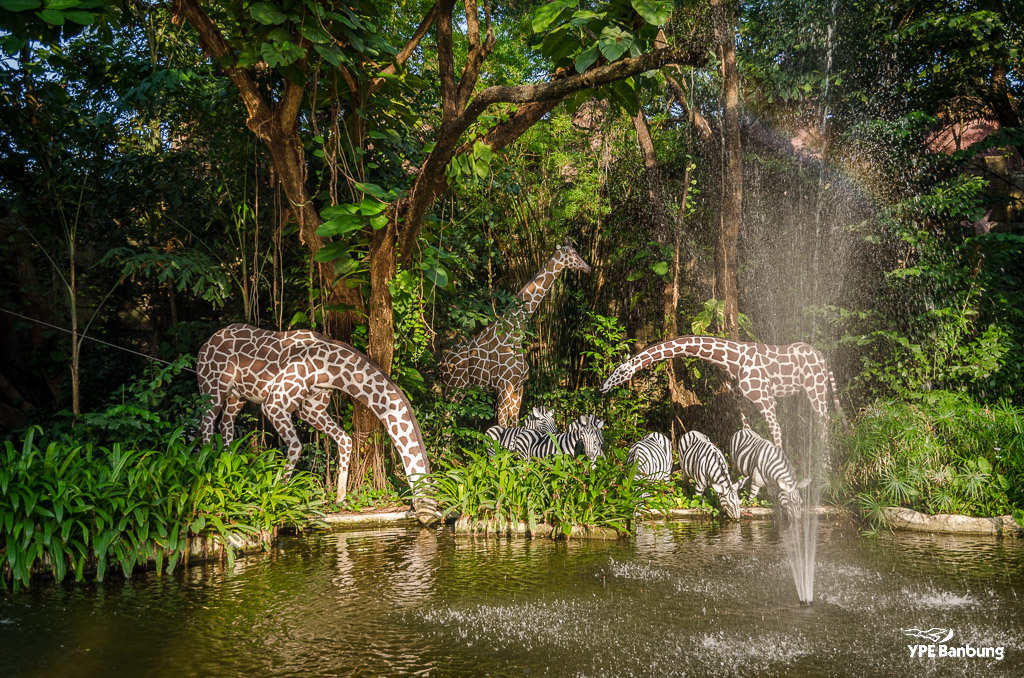 animals-safari-2.jpg