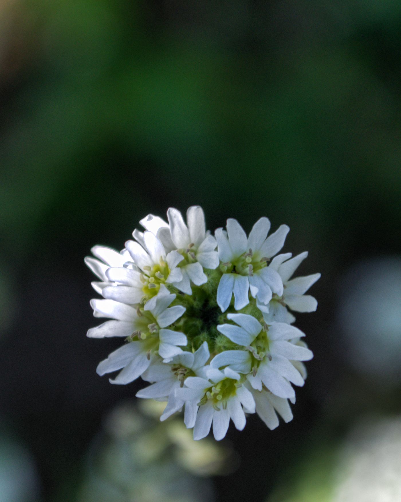 another beautiful weedv 1400.jpg