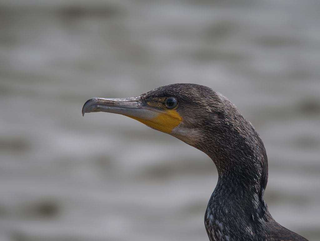 another-head-shot_35762245760_o.jpg another-head-shot_35762245760_o.jpg