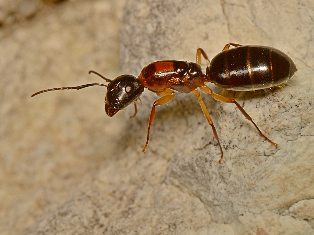 Ant.jpg