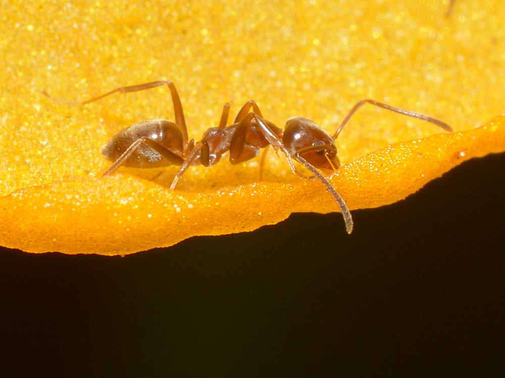Ant.jpg