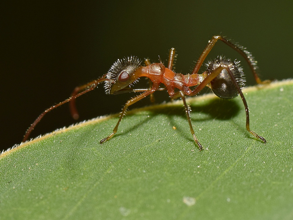 Ant.jpg